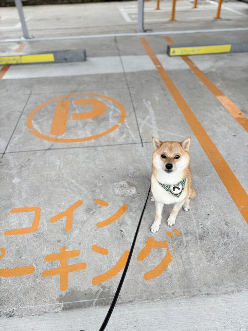柴犬
