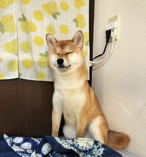 柴犬