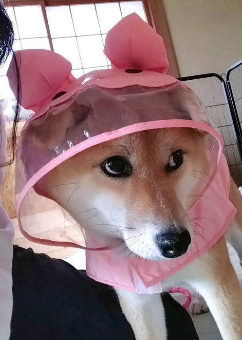 柴犬