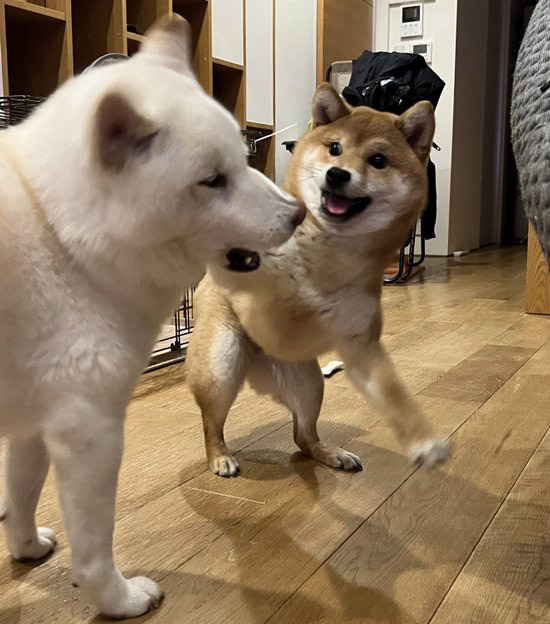 柴犬