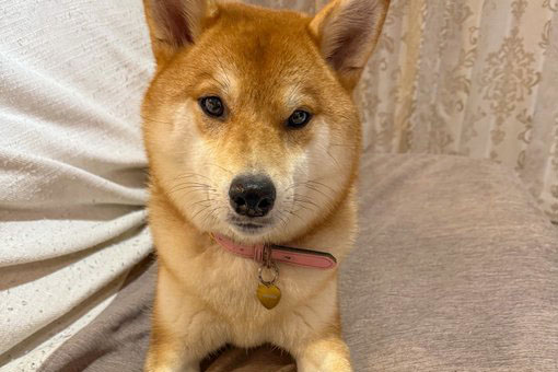 柴犬