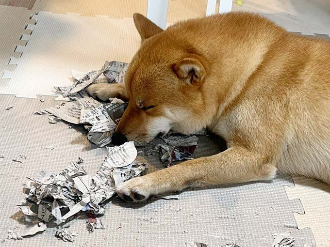 柴犬