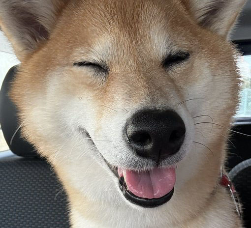 柴犬
