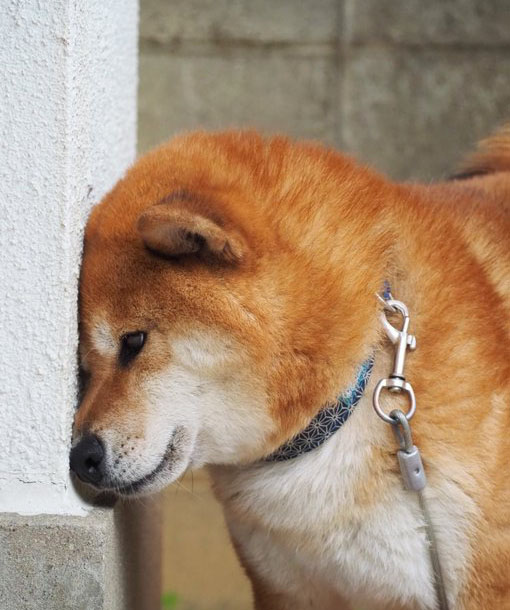柴犬