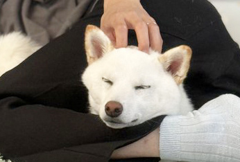 白柴