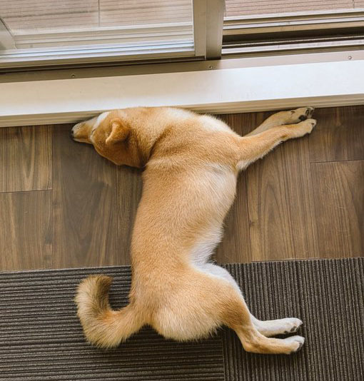 柴犬