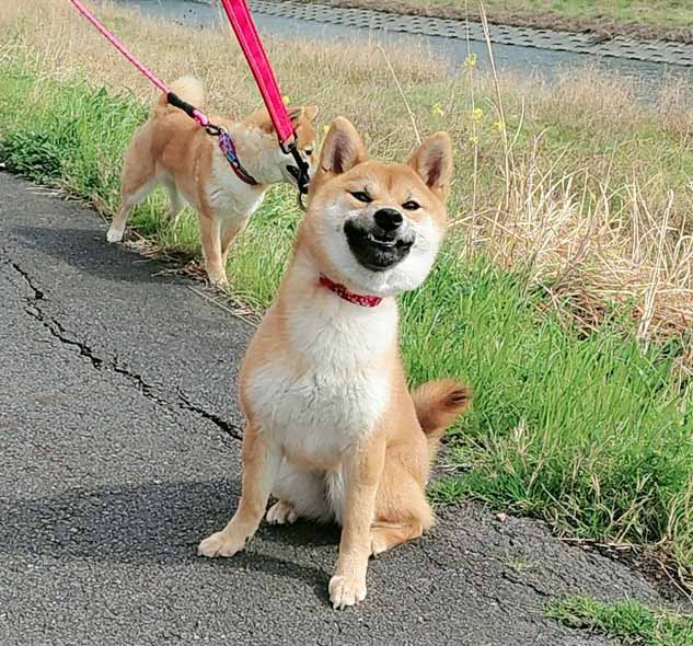 柴犬