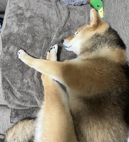 柴犬