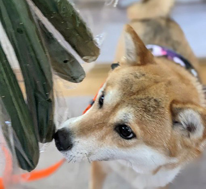 柴犬
