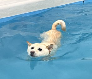 柴犬