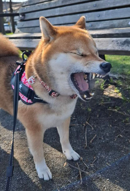 柴犬