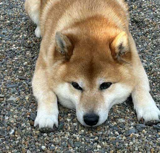 柴犬