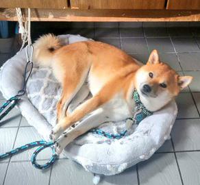 柴犬