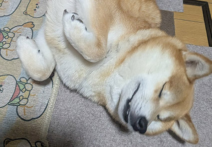 柴犬