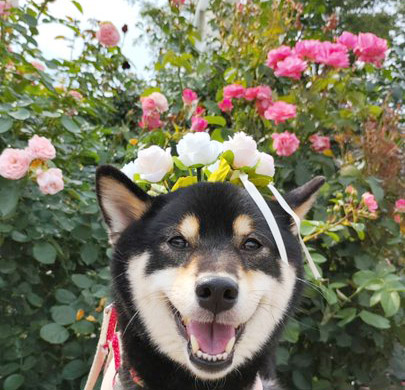 柴犬