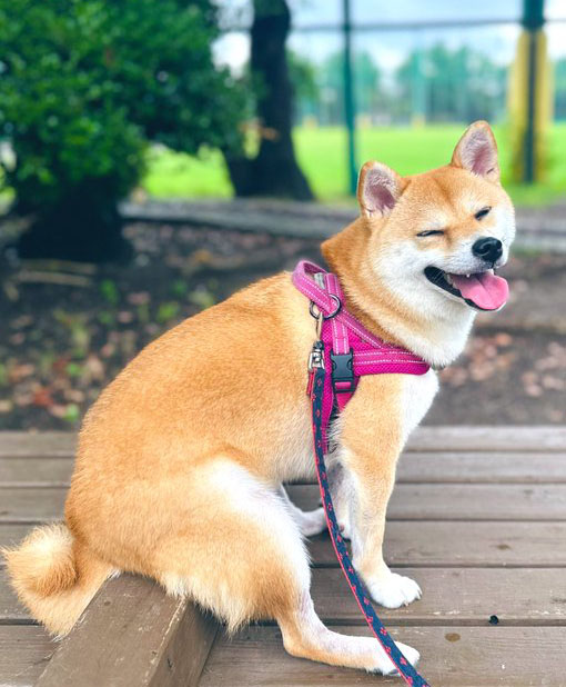 柴犬