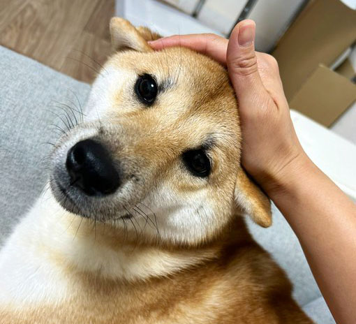 柴犬