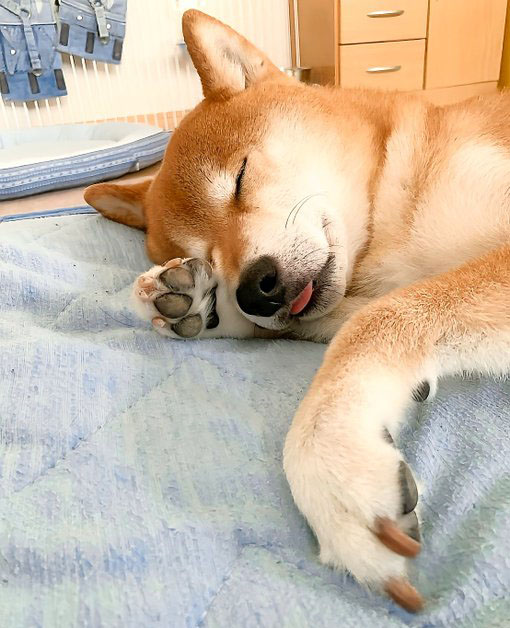 柴犬