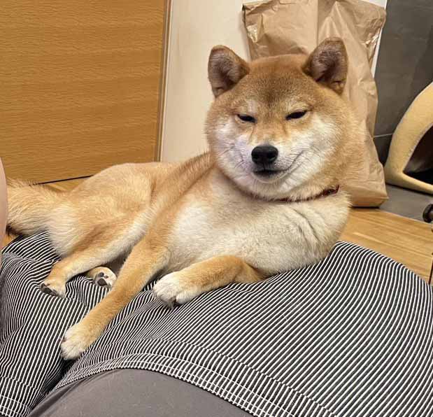 柴犬
