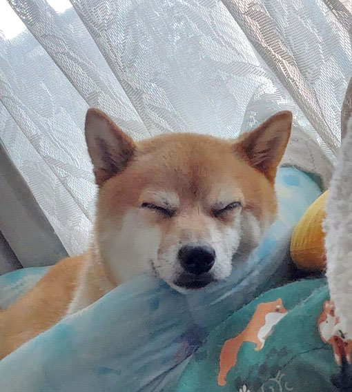 柴犬