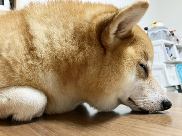 柴犬