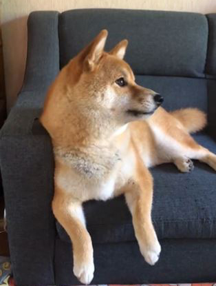 柴犬