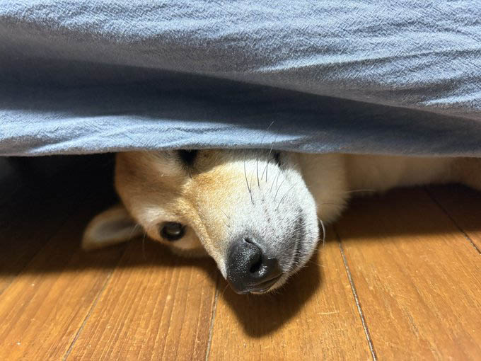 柴犬