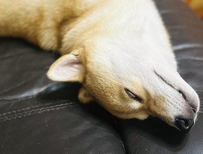 柴犬