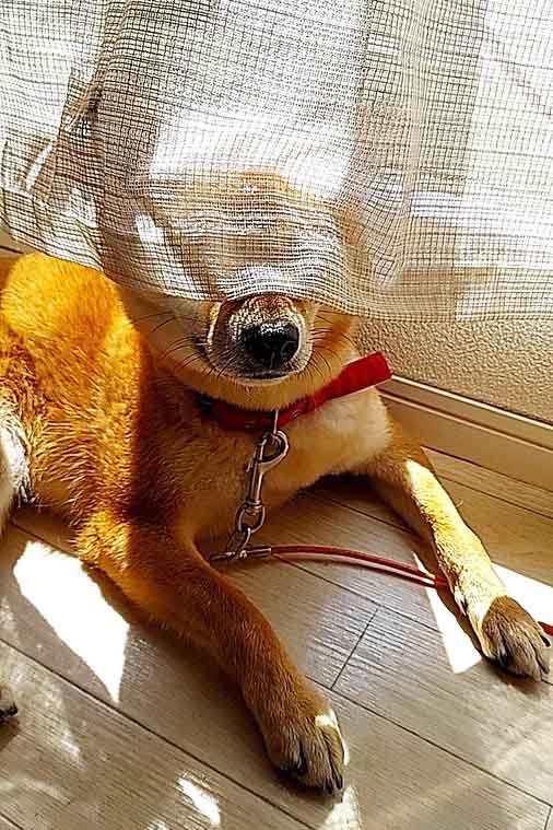柴犬