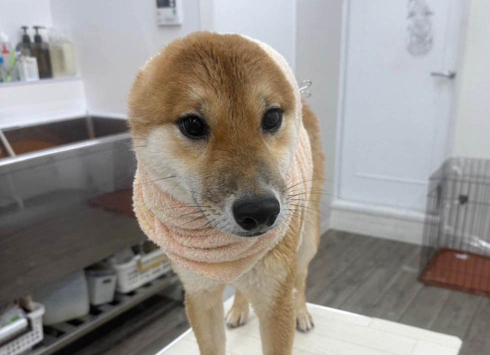 柴犬