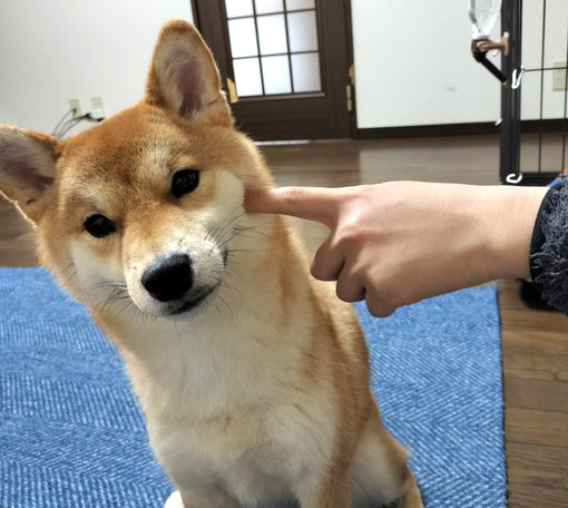 柴犬
