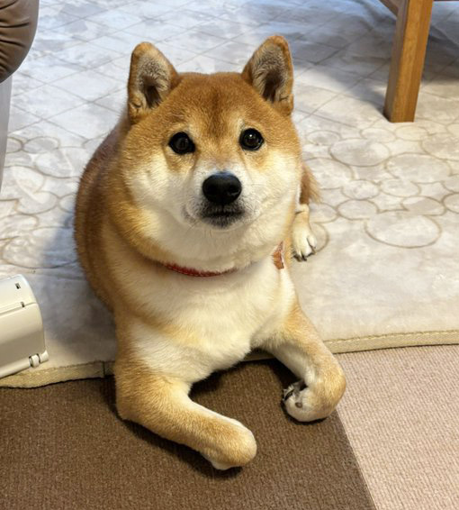 柴犬