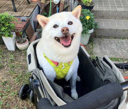 白柴