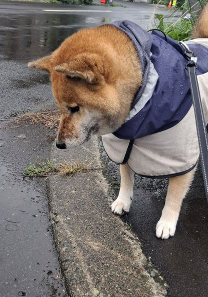 柴犬