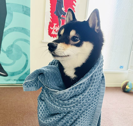 黒柴
