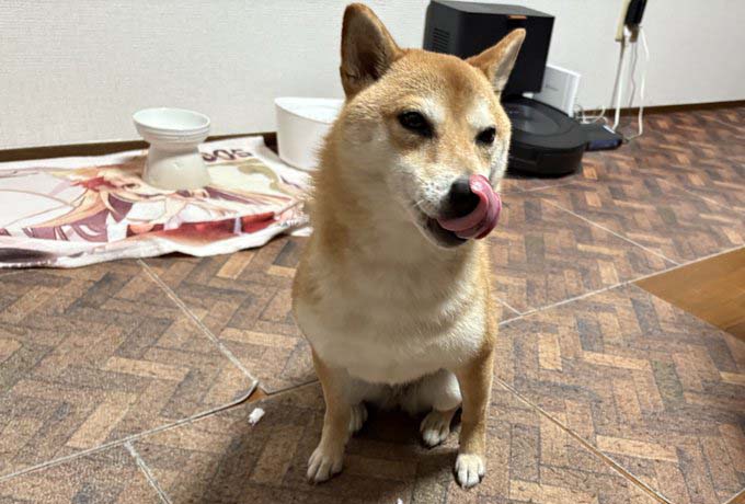 柴犬