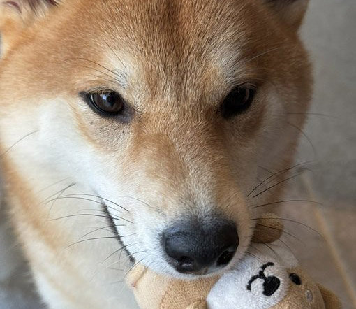柴犬