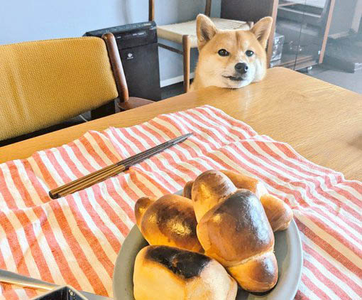 柴犬