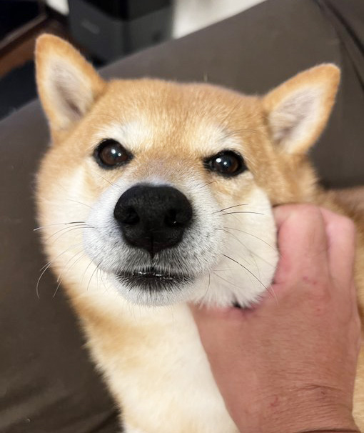 柴犬