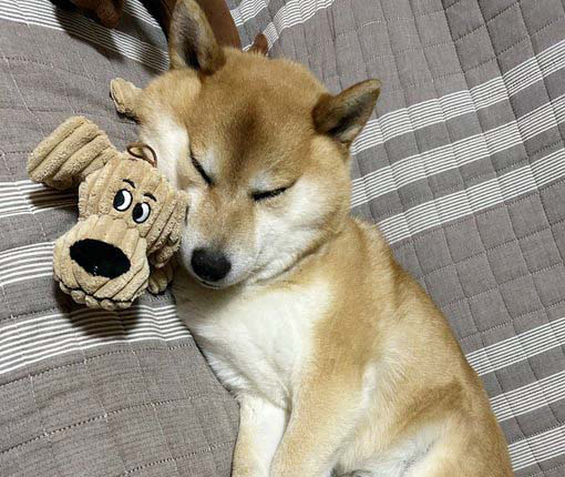 柴犬