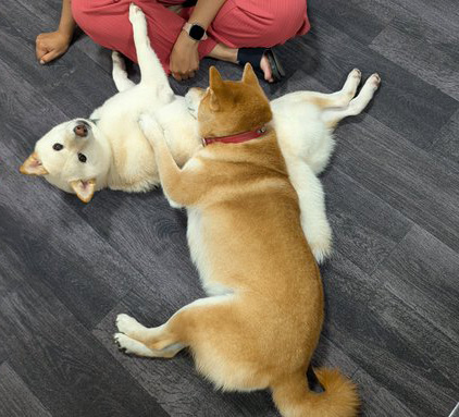 柴犬