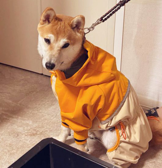 柴犬