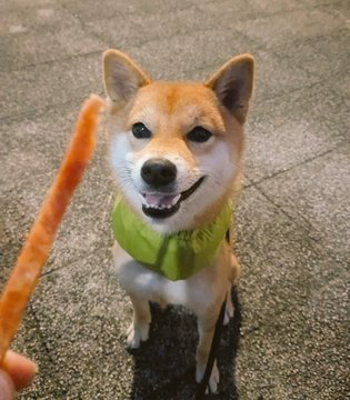 柴犬