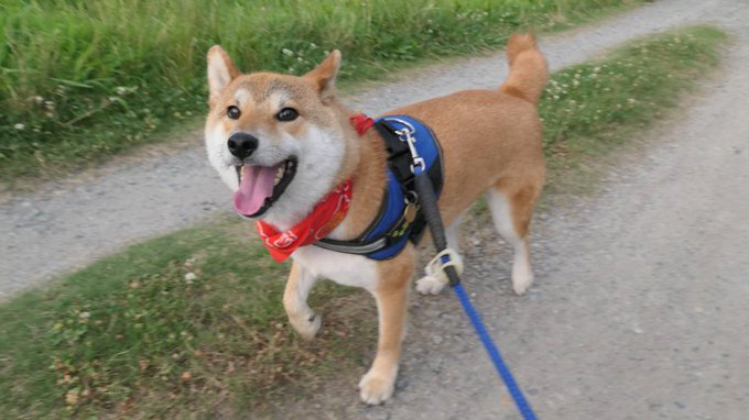 柴犬