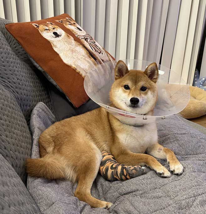 柴犬　エリザベスカラー