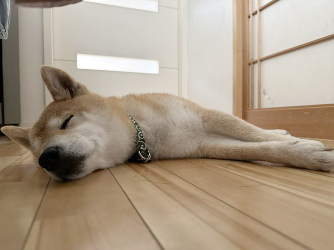 柴犬