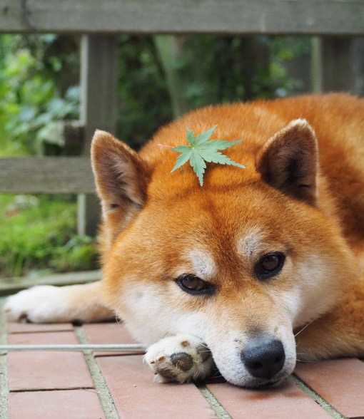 柴犬