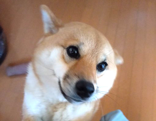 柴犬