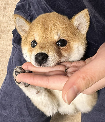 柴犬　子犬