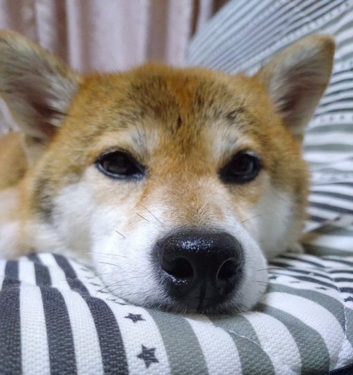 柴犬